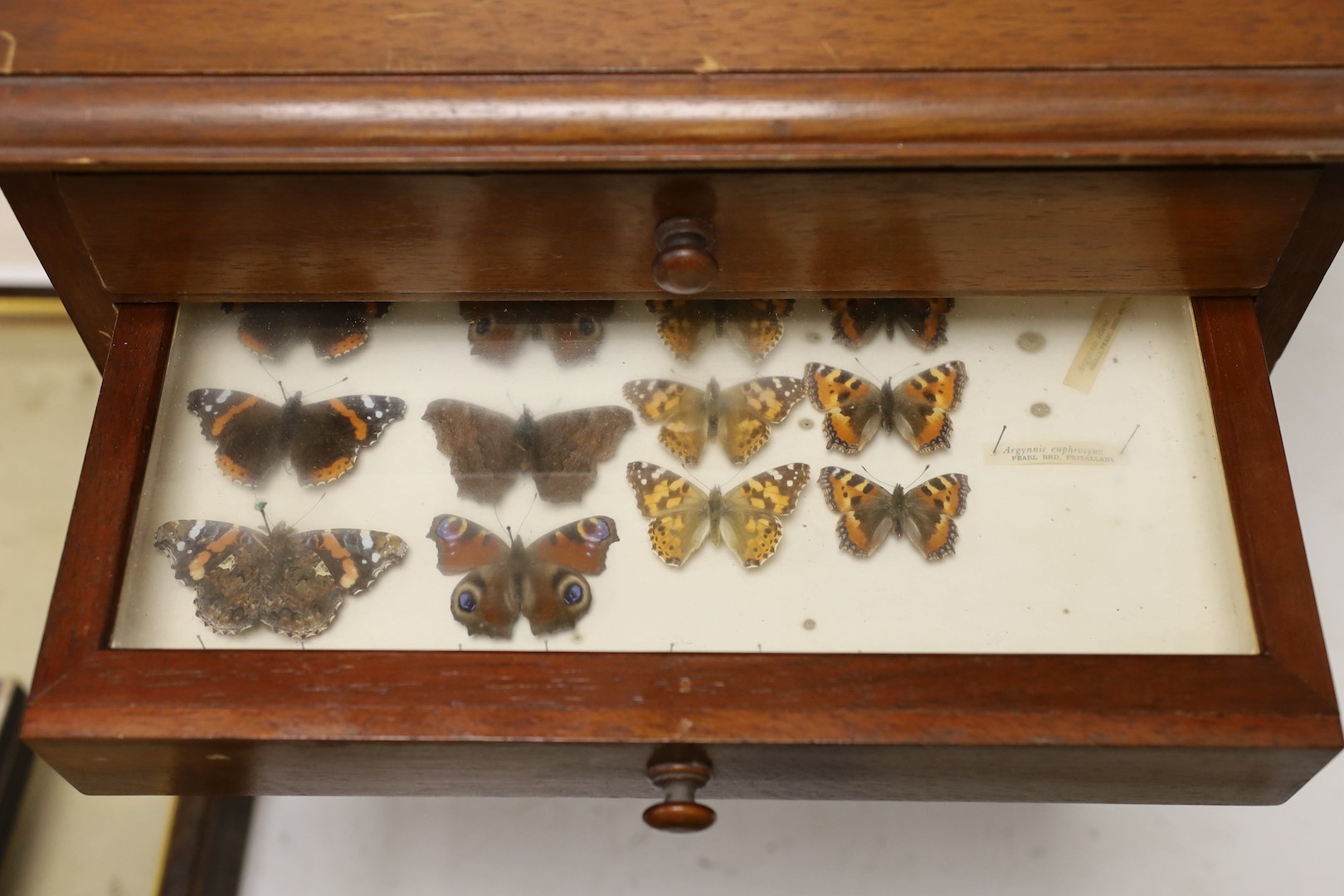 And early 20th century mahogany cabinet of UK moth and butterfly specimens, six trays together with two cased butterfly specimens and an empty display case, large cabinet 45 cms high x 39 cms wide.